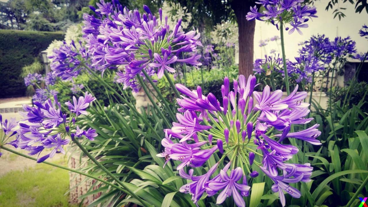 טרני Villa Mary - Oroblu מראה חיצוני תמונה